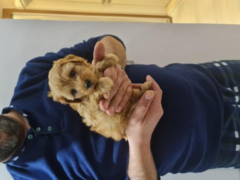 Toy poodle red brown