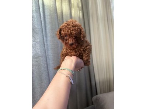 Evde büyüyen poodle yavrular