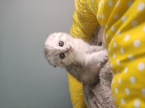 Acil dişi scottish fold ve british top surat yavrular