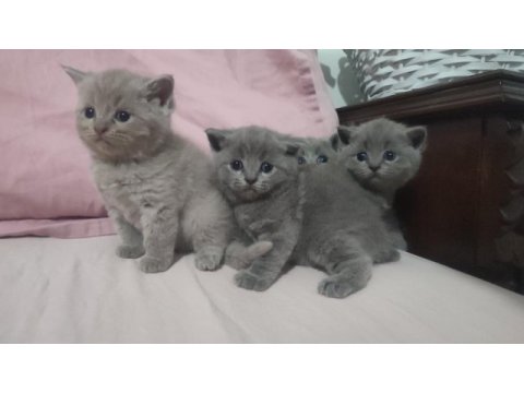 British shorthair yavrular
