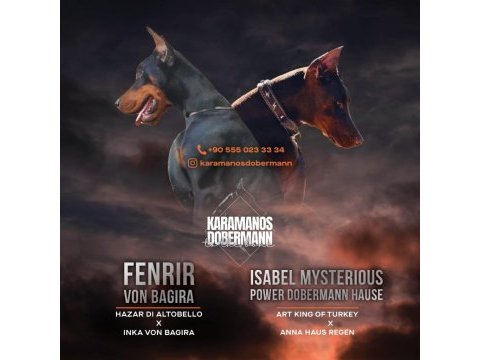 Şampiyon kan hattı a scr(kif-fcı) özel renk doberman