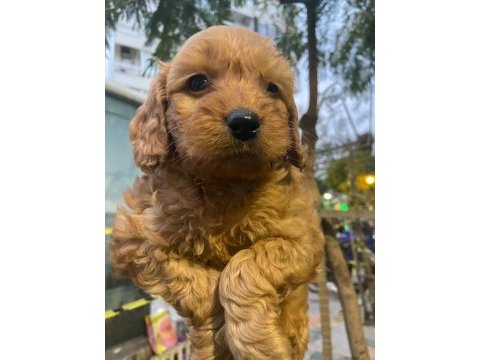 Cockapoo orjinal dizayn ırktır ilk kandan