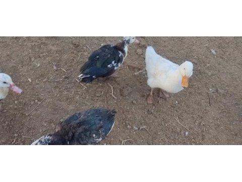 Muscovy, amerikan fıs fıs ve sessiz ördekler