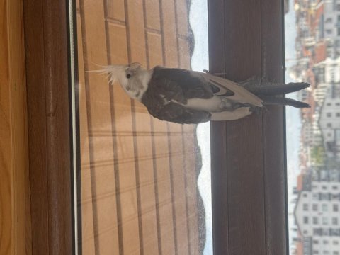 Ele gelir 6 kelime konuşuyor erkek 6 aylık sultan