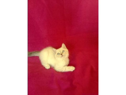 Tatlı bir erkek british shorthair bebiş