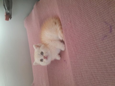 British shorthair erkek