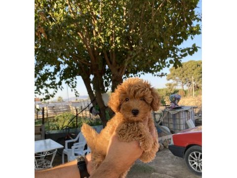 Toy poodle yavrumuz yuva arıyor