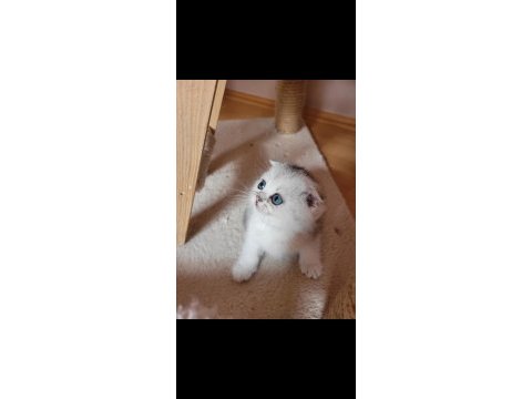 Muhteşem scottish fold yavrular
