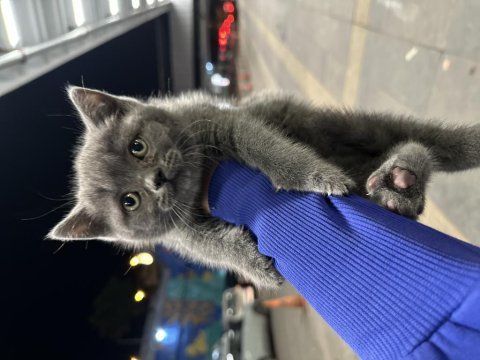 British shorthair kedimiz