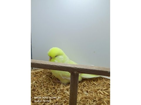 Muhabbet kuşu show jumbo