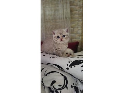 Golden, silver ve lilac scottish fold yavrular