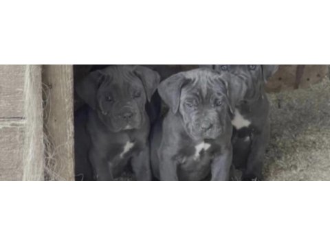 Cane corso köpeğimiz için ulaşın