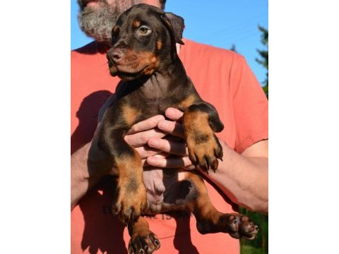 Dişi erkek doberman kapıda ödemeli güvenli sistem