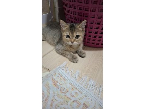 British gold shorthair