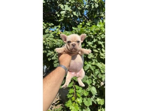 Tospik french bulldog yavrular (ped eğitimli)
