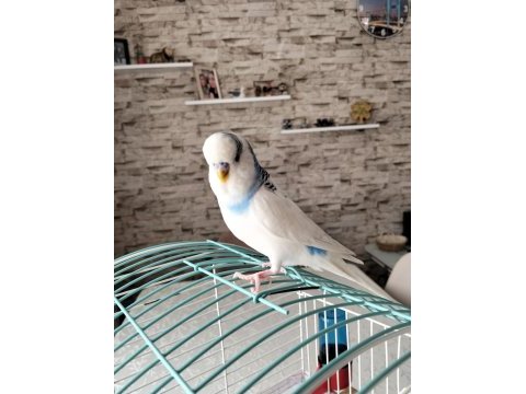 Eğitimli konuşan muhabbet kuşu
