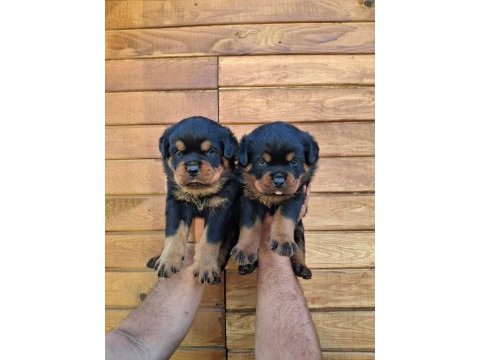 A şecereli yavrular macar koca kafa küt burun rottweiler