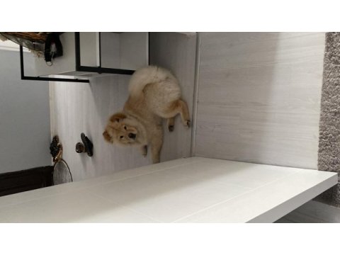 Acil sahiplendirme çin aslanı köpeğimiz