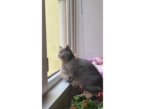 British shorthair kedisi