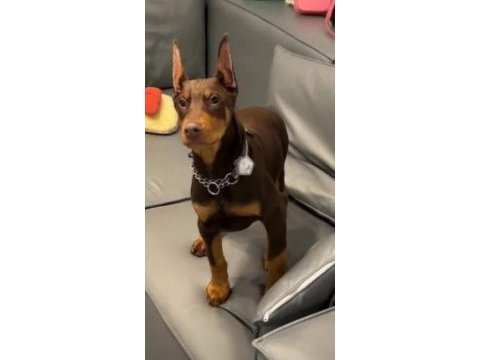 Saygın doberman yavrular