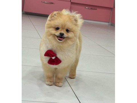 Cinsinin en iyisi pomeranian