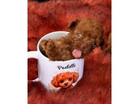 Kore toy poodle yavrularımız 