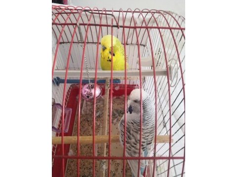 Muhabbet kuşu her şey yanında hediye