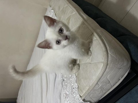2,5 aylık kızımız british red point