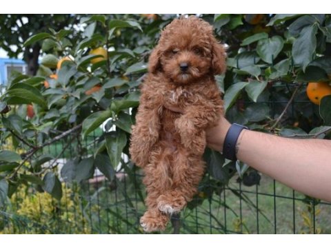 Toy poodle yavrularım ev ortamında