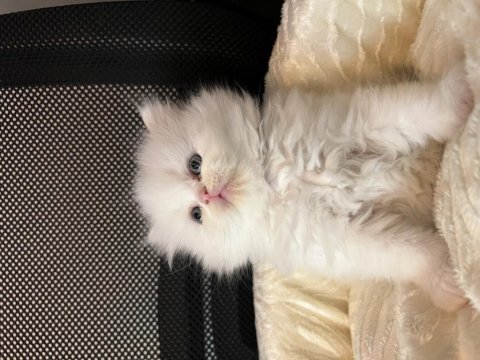 Safkan british longhair yavrular