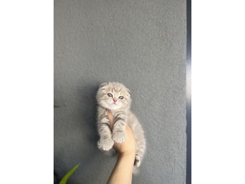 Scottish fold silver yavrular