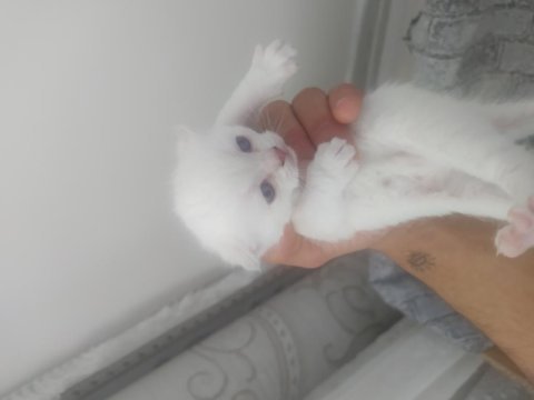 4 adet yavrumuz scottish fold uyguna verilecektir
