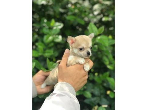 Mikro teacup şivava bebeklerim