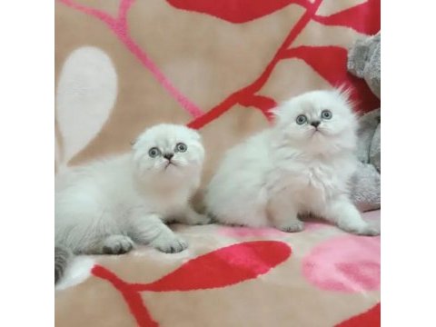 Irk ve sağlık garantili scottish fold