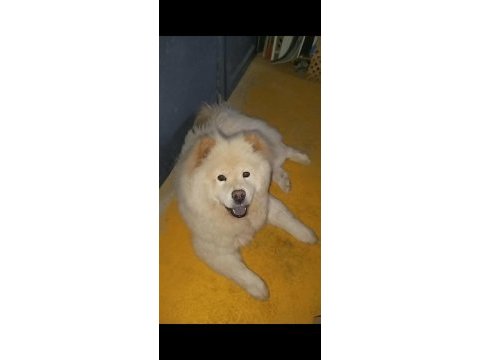 11 aylık erkek chow chow