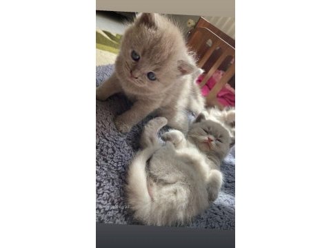 Kuru mama ve tuvalet eğitimli british shorthair