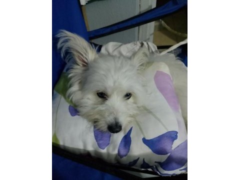 Maltese terrier dişi