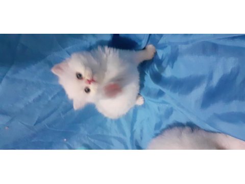 Safkan iran kedisi yavru