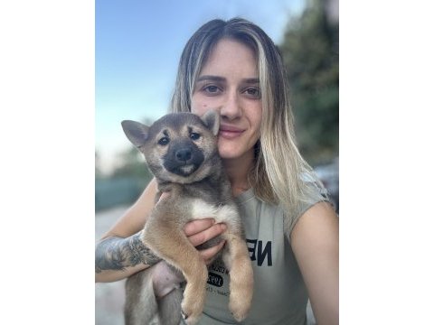 Shiba inu yavrular