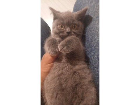British shorthair oğluma yuva arıyorum