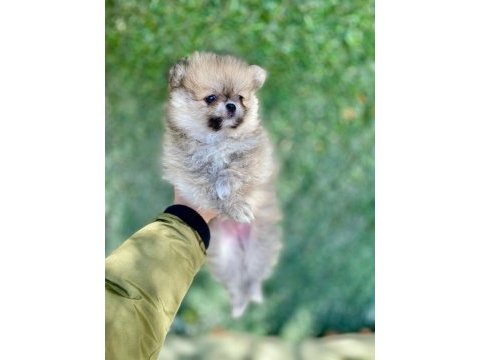 Mini mini aslan pomeranian boo