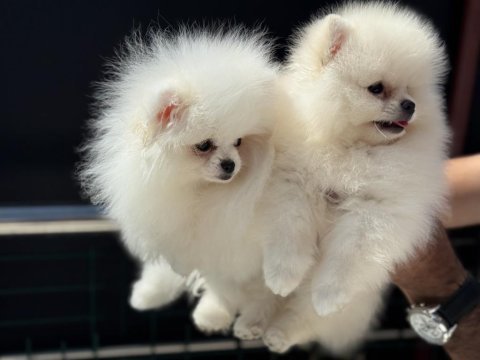 Petmode köpek çiftliğinden tea cup pomeranian