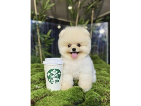 Ayı sürat pomeranian yavrularımız geldi