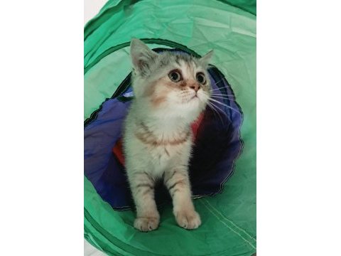 British shorthair golden dişi