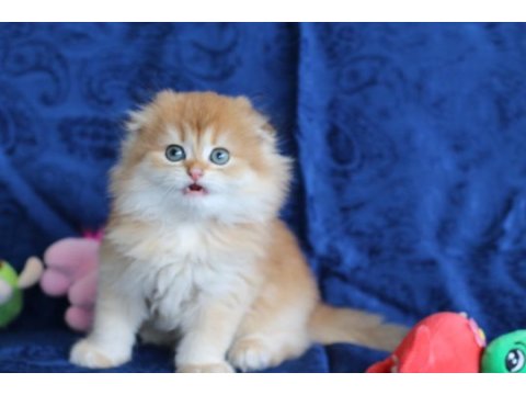 Kalite scottish fold arayanlara