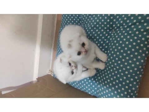 Scottish fold uyguna verilecektir