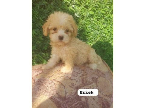 Maltipoo erkek yavru yeni yuvasını arıyor