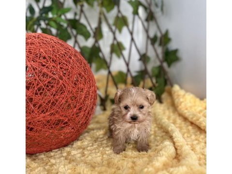 Sevimli dost canlısı maltipoo yavrular