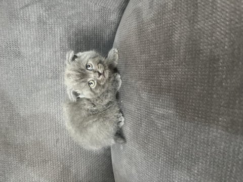 Blue point scottish ve scottish fold yavru