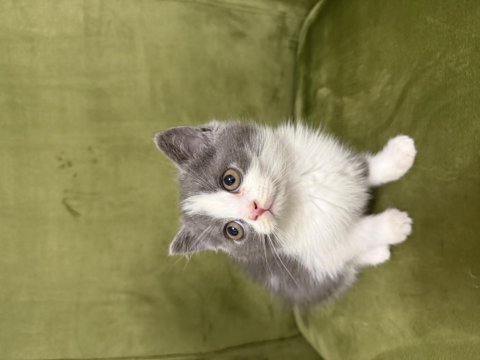 3 adet dişi british shorthair yavrumuz